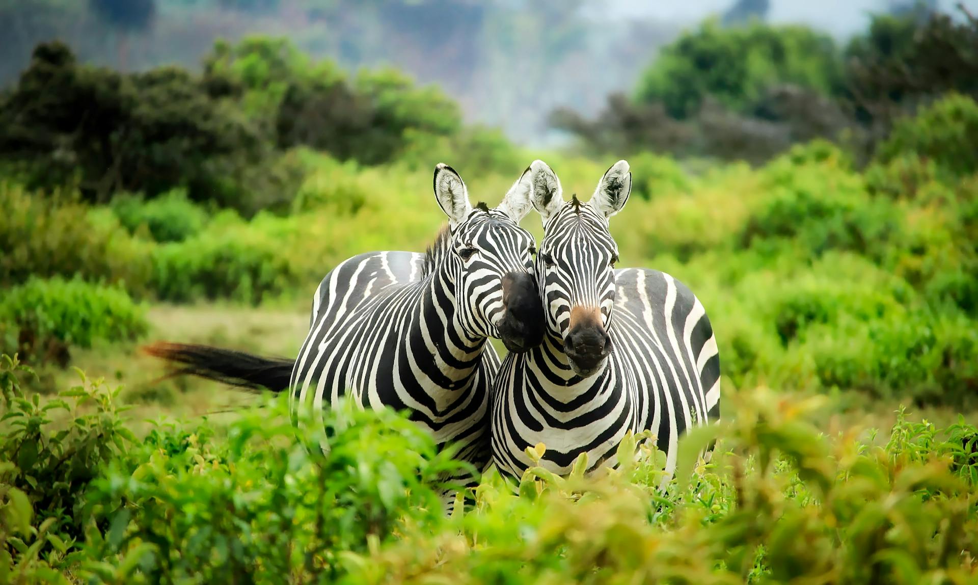 South Africa